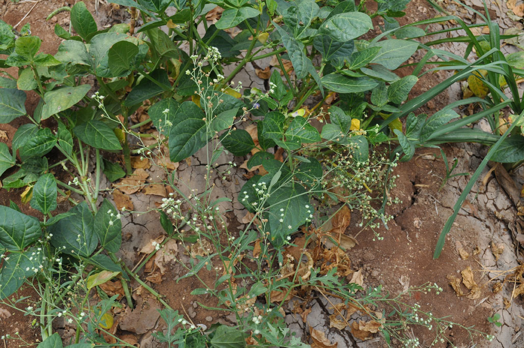 Parthenium hysterophorus